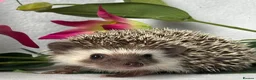 Pygmy Hedgehog rodents for sale: African Pygmy Hedgehog  - Advert 15