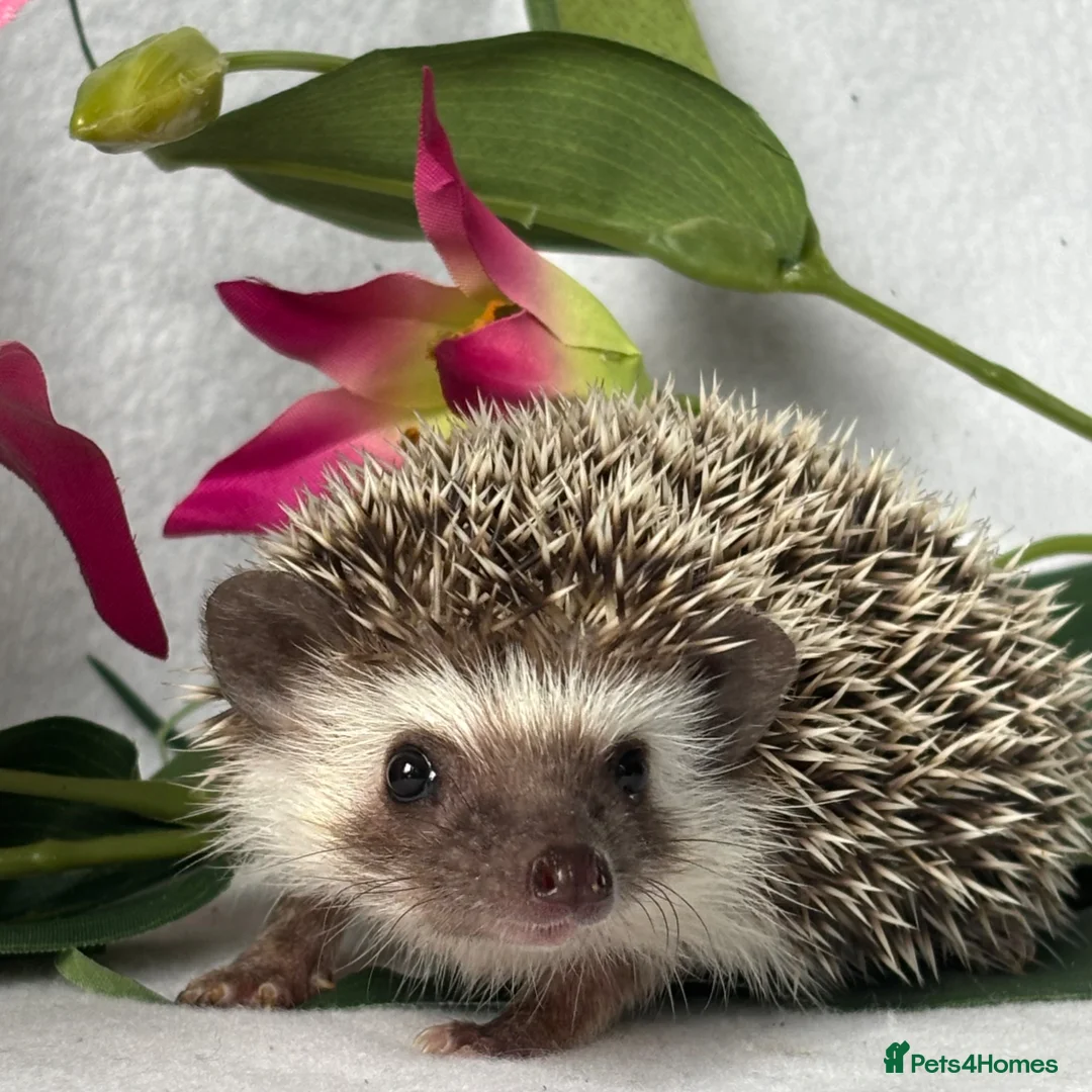 Pygmy Hedgehog rodents for sale: African Pygmy Hedgehog  - Advert 15