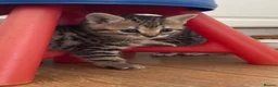 British Shorthair cats for sale: Half British shorthair kittens - Advert 5