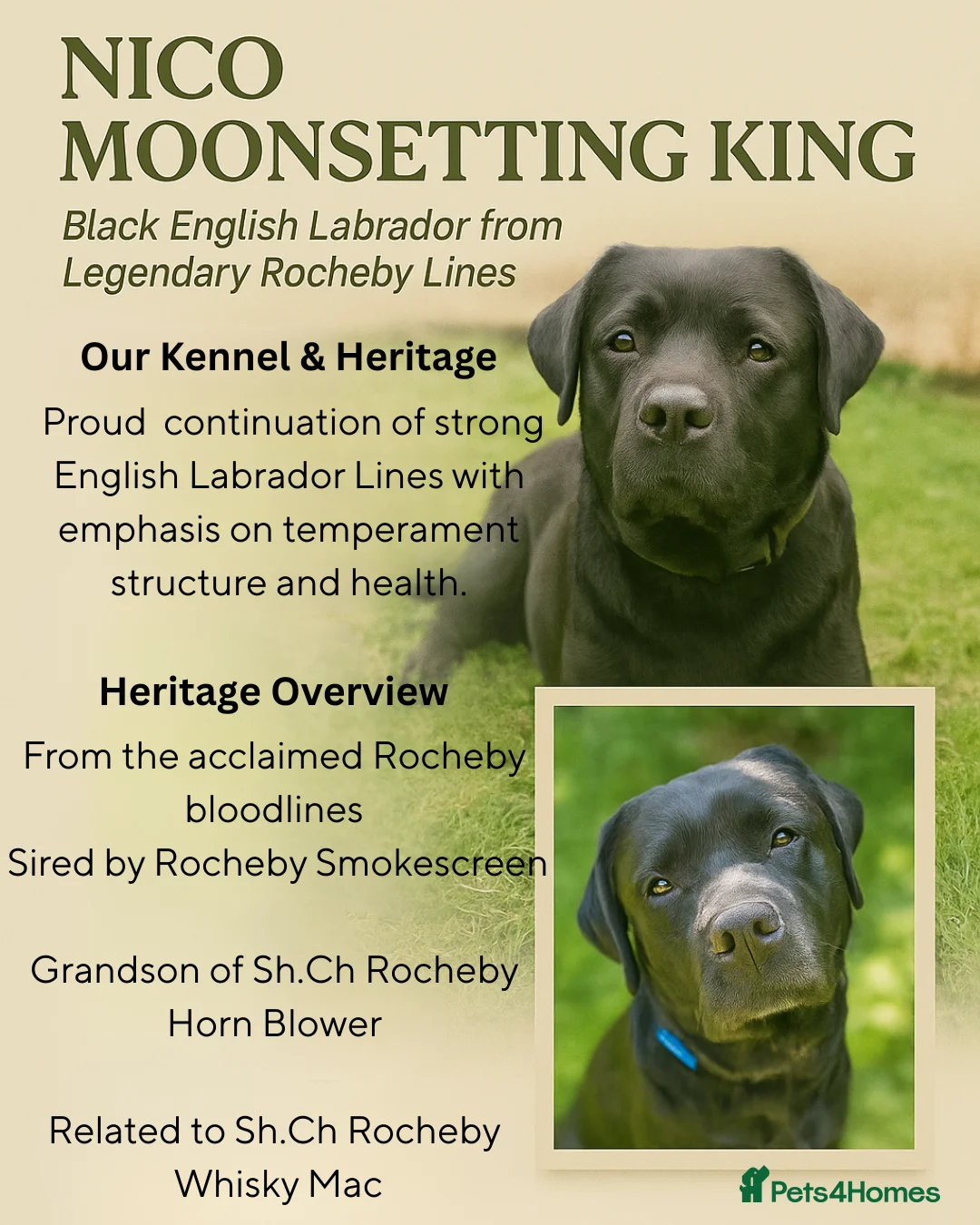 Labrador Retriever dogs for stud: Proven Fully DNA Tested for Stud in Harlow - Advert 2