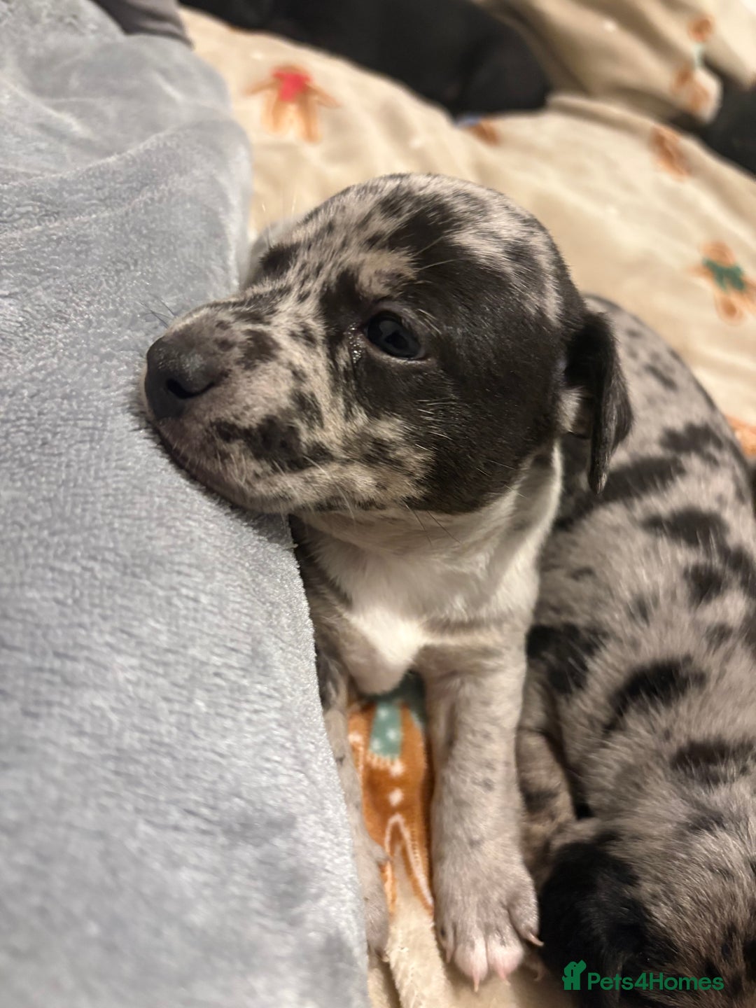 Jack Russell dogs for sale: Much wenlock jrt puppies 4 weeks old  - Advert 2