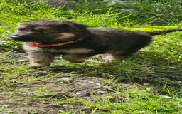 German Shepherd dogs for sale: KC registered German Shepherd puppies  - Image 26