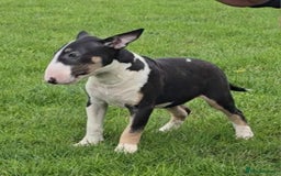 English Bull Terrier dogs for sale: Top Quality Health tested Pups  - Image 2