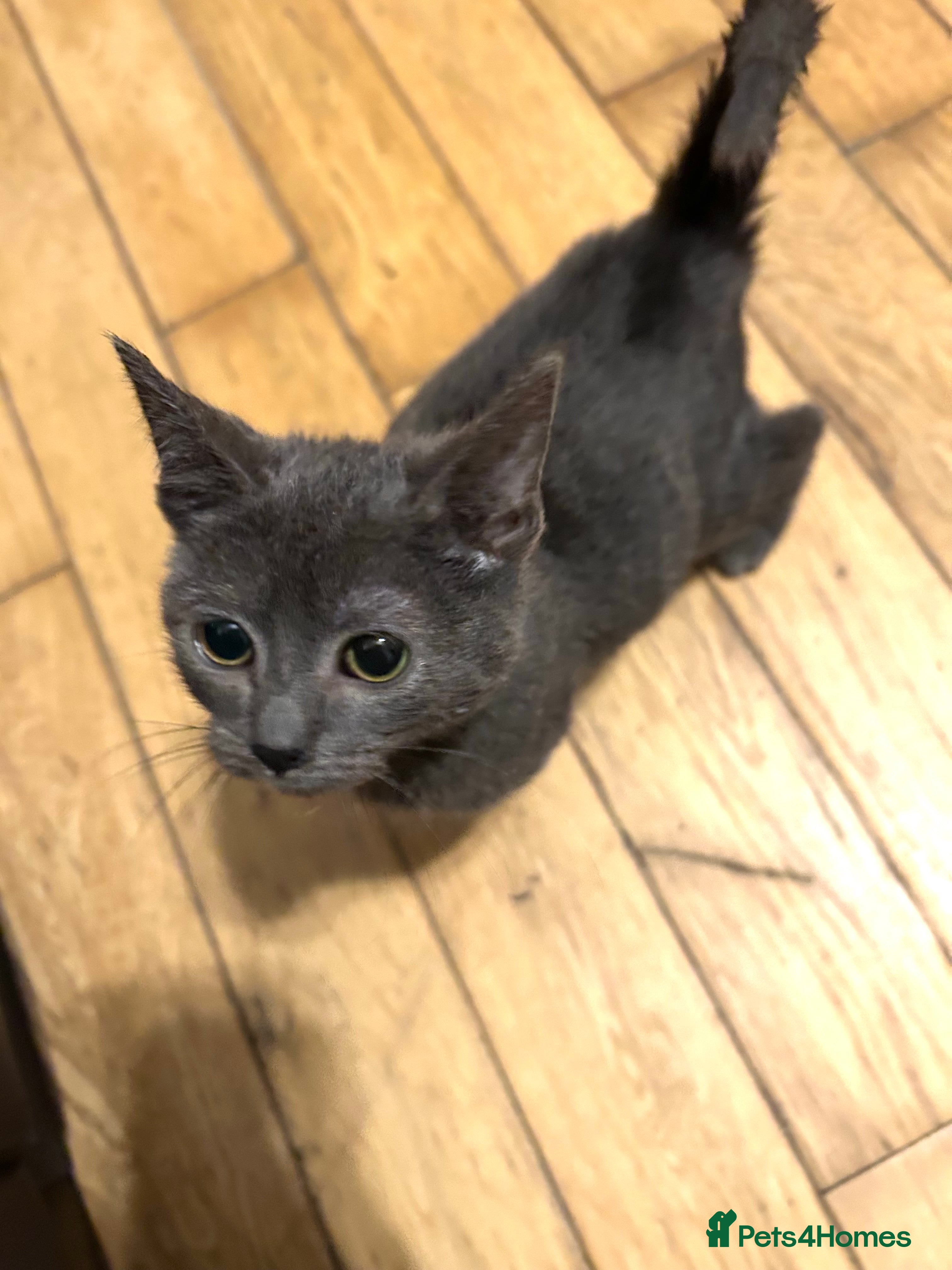 Mixed Breed cats 4 beautiful kitten for sale  - Advert 17