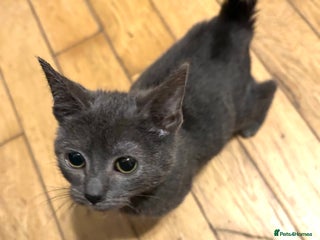 Mixed Breed cats 4 beautiful kitten for sale - Advert 1