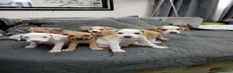 Mixed Breed dogs for sale: Beagle x staffy puppies 8 weeks in Rowley Regis - Advert 5