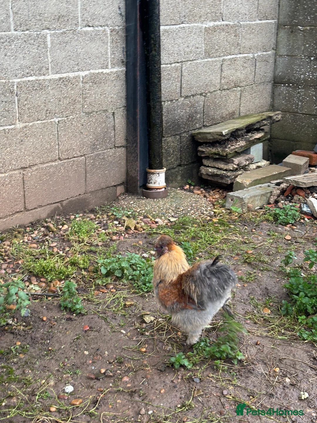 Chickens poultry for sale: Silkie Cockeral - Advert 4