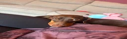 Miniature Dachshund dogs for sale: 2.5 year old male miniature dachshund KC reg - Advert 10