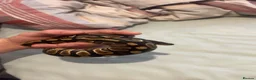 Python Snake reptiles for sale: Ball python with 4x2x2 viv in Hartlepool - Advert 3