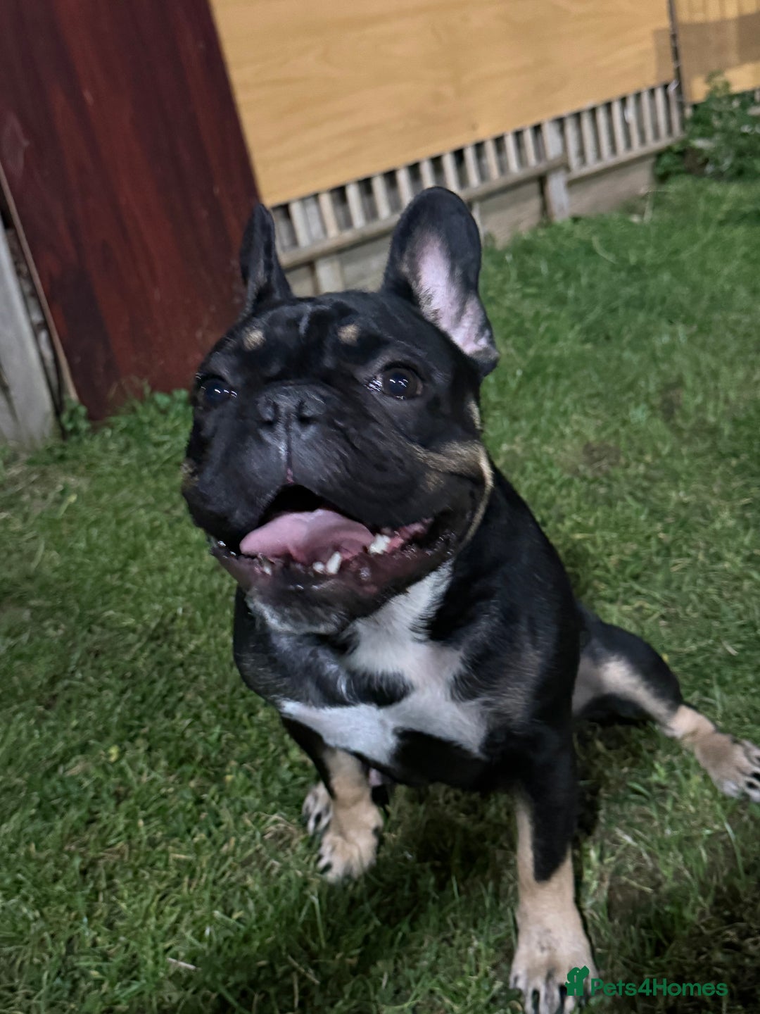 Mixed Breed dogs for sale: french bull dog x carin terrier girls x - Image 13