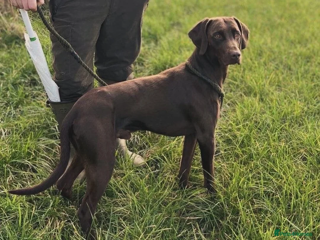 Mixed Breed dogs for sale: Fox red Labrador/vizsla/springer  - Advert 5