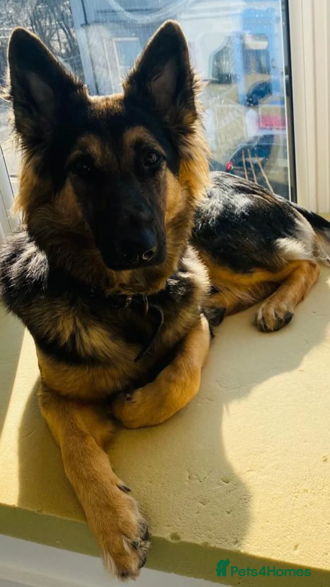 German Shepherd dogs for sale: Kc registered German shepherd puppies - Advert 22