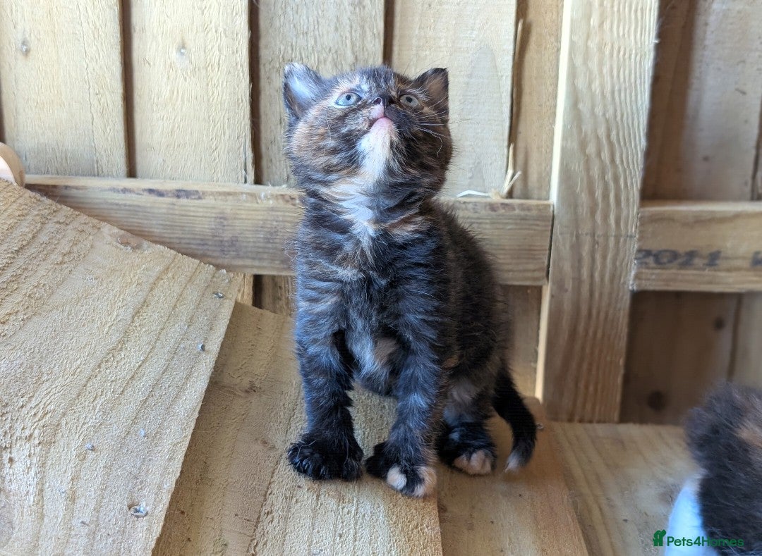 Maine Coon cats for sale: 6 Maine Coon X Polydactyl Kittens - Image 14