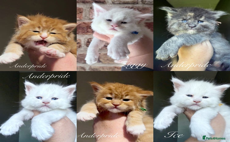 Maine Coon cats - Advert 1