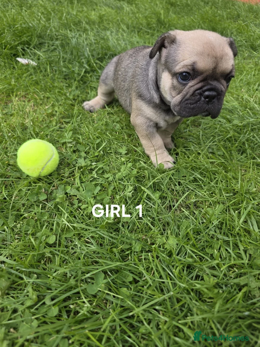 French Bulldog dogs for sale: French bulldogs puppies for sale,KC registered  in Inverness - Advert 11