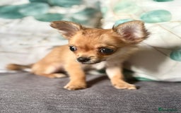 Chihuahua dogs for sale: REDUCED last long hair female pup. - Image 6