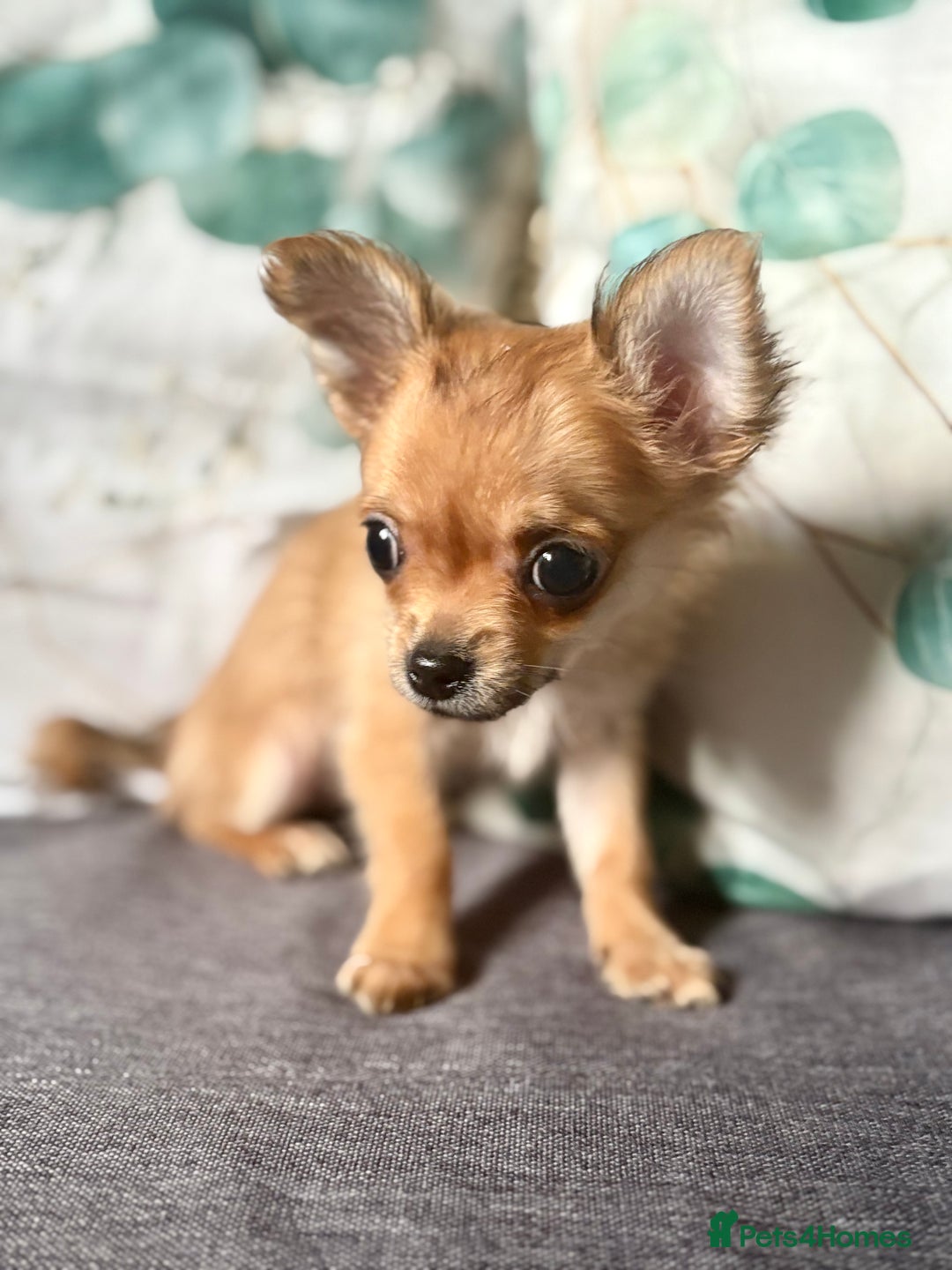Chihuahua dogs for sale: REDUCED last long hair female pup. - Image 6