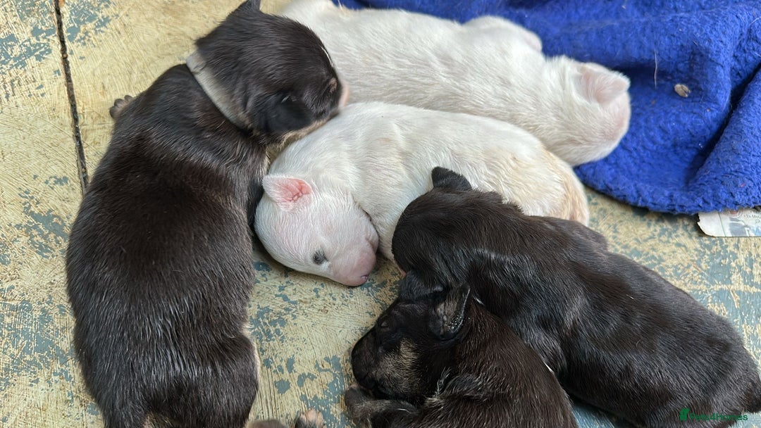 English Bull Terrier dogs for sale: English Bull Terriers Champion Bloodlines  - Image 1