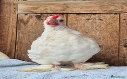 Chickens poultry for sale: Pekin bantem cockerils  - Image 7