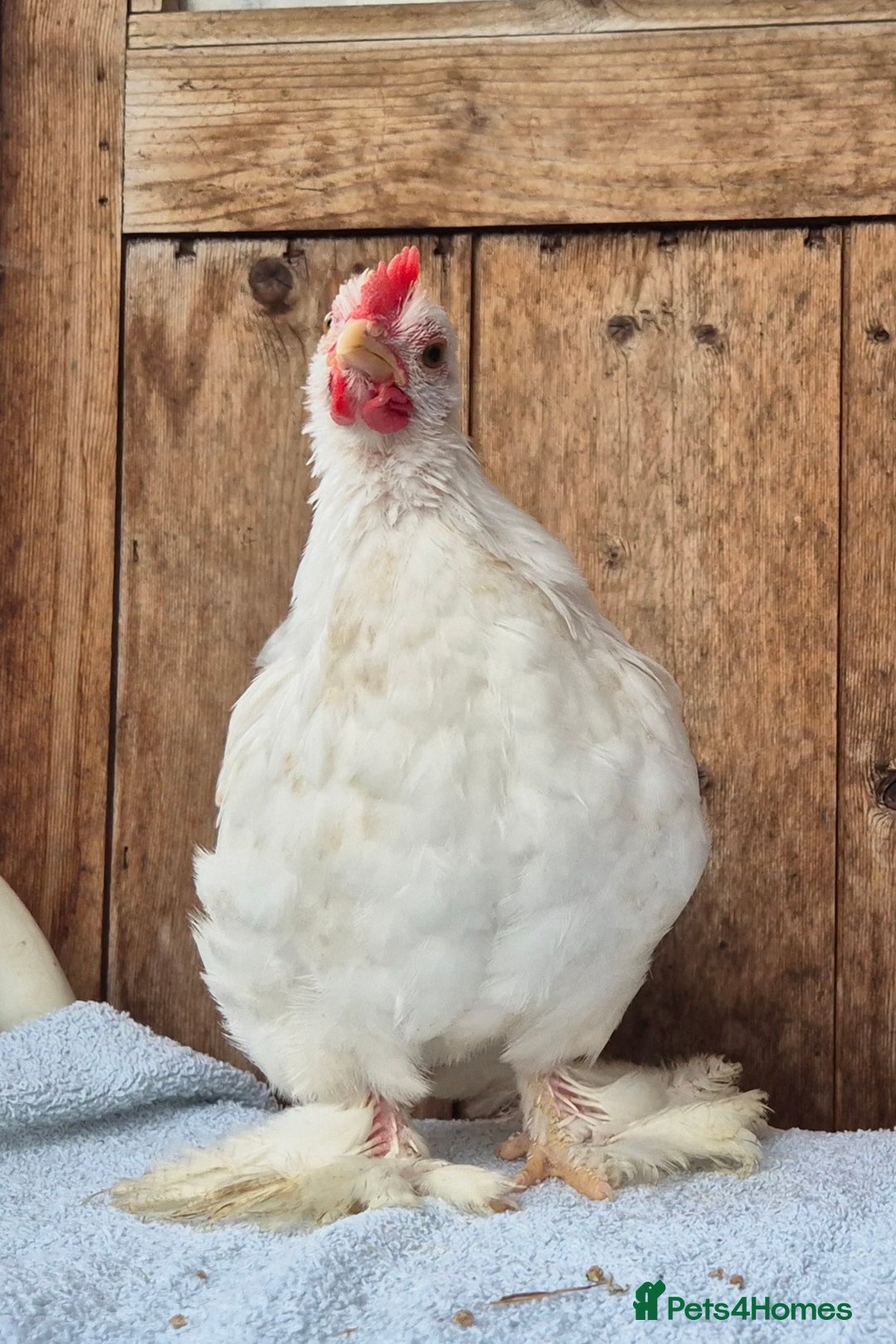 Chickens poultry for sale: Pekin bantem cockerils  - Image 7