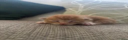 Mixed Breed cats for sale: 4 beautiful ginger boys  - Advert 9