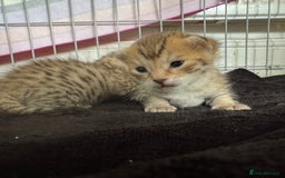 Savannah cats for sale: Stunning Savannah Kittens - Image 17