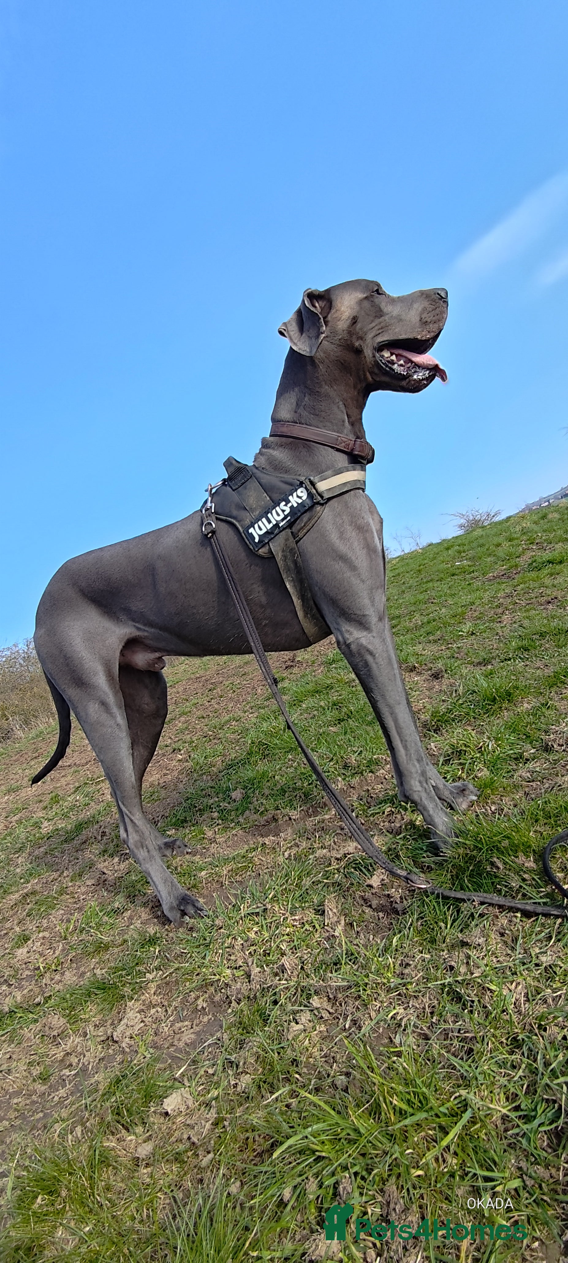 Great Dane dogs Blue Great Dane for stud - Advert 1