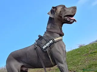 Great Dane dogs Blue Great Dane for stud - Advert 4