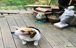 Beagle dogs for adoption: Poppy Beagle for adoption - Image 8