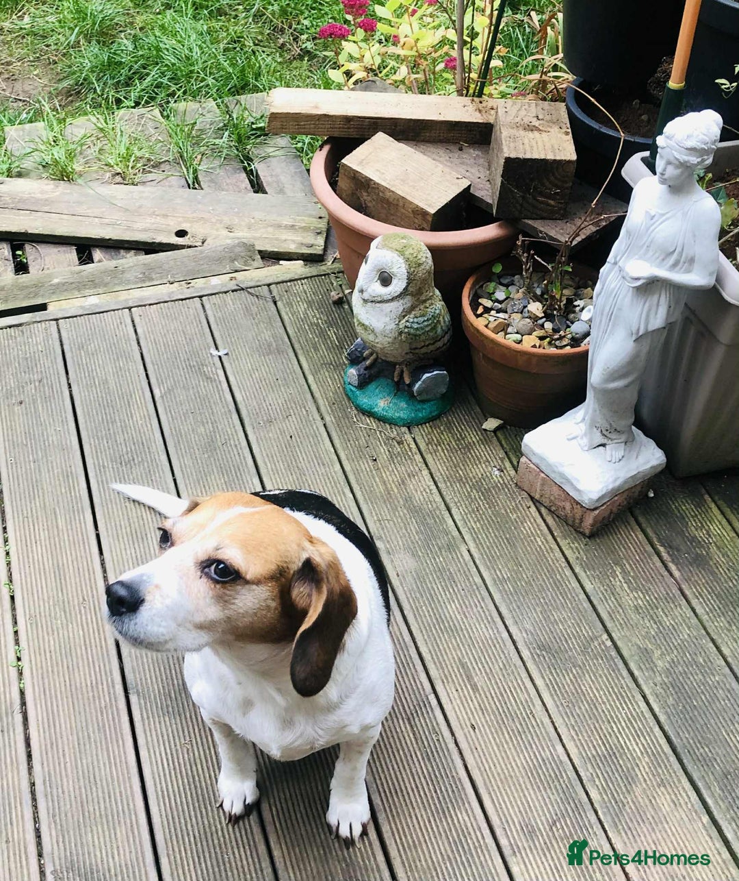 Beagle dogs for adoption: Poppy Beagle for adoption - Image 8