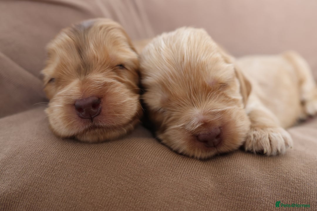 Cocker Spaniel dogs for sale: Beautiful family SHOW cocker spaniels - Image 17