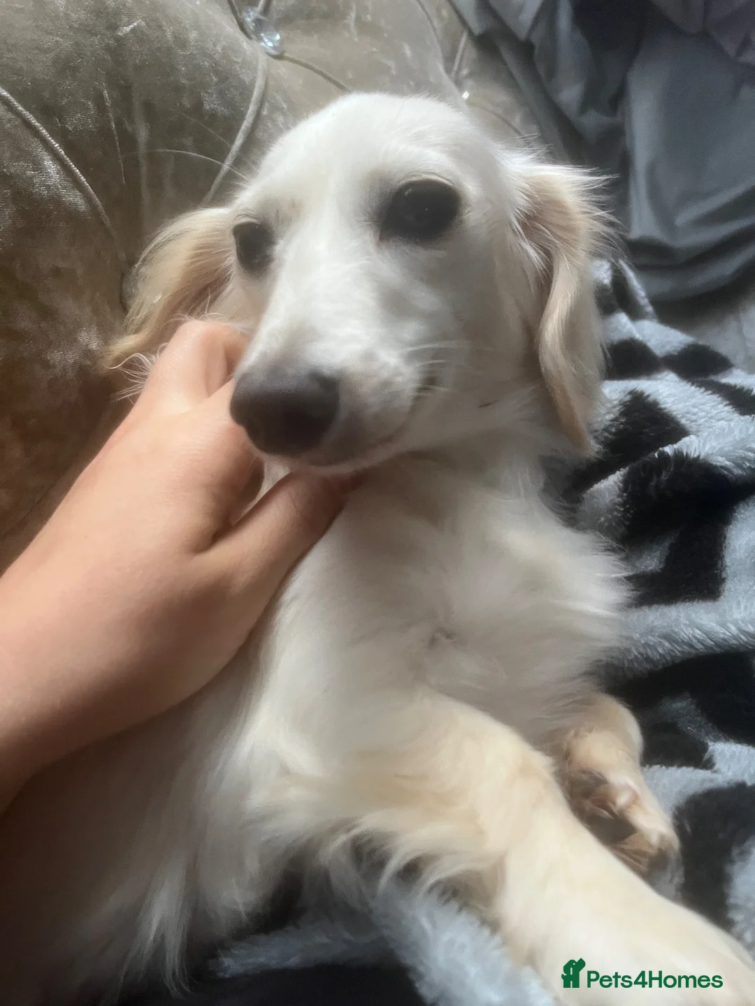 Miniature Dachshund dogs for sale: English cream dachshund puppies  - Advert 2
