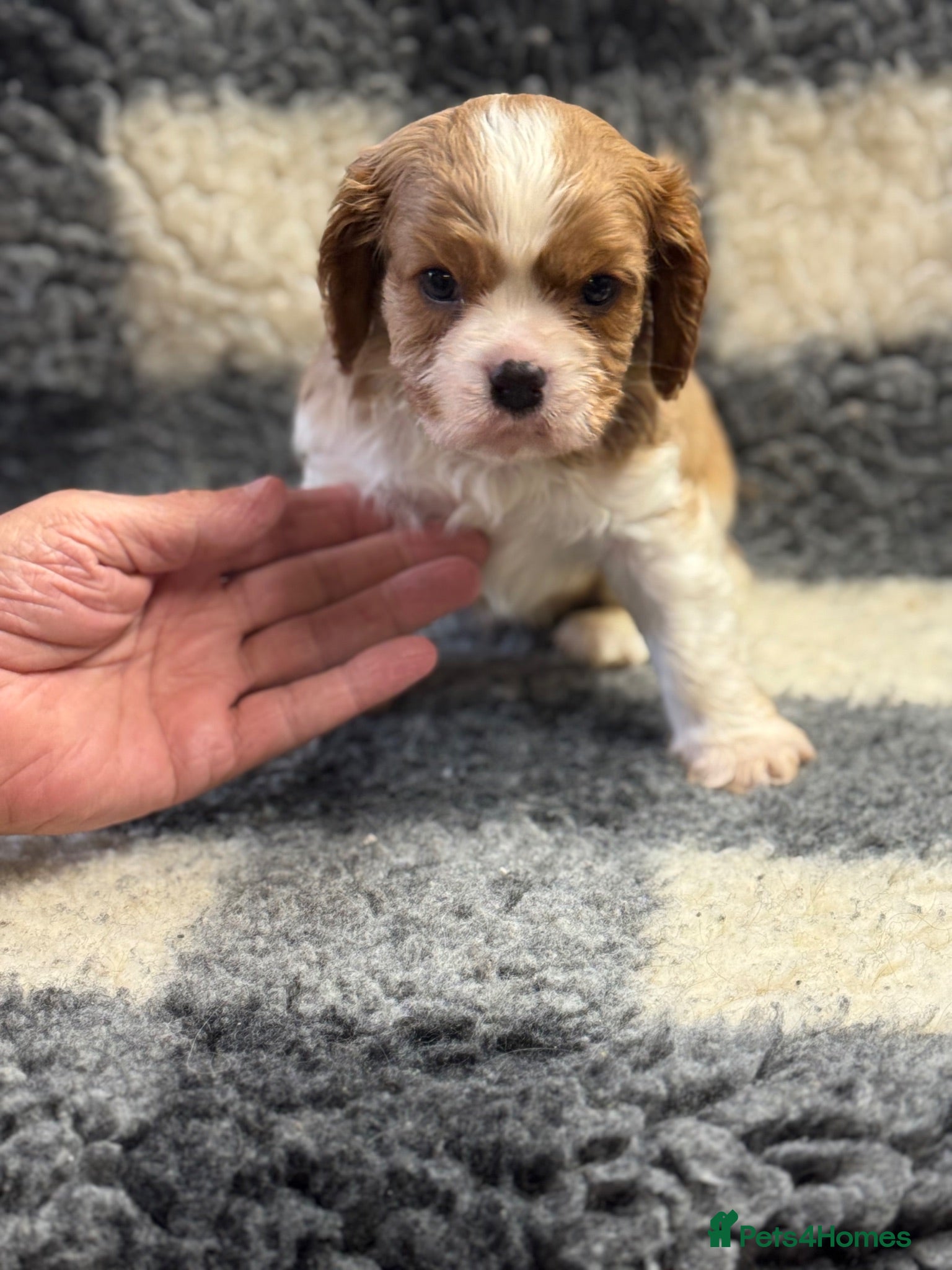 Cavalier King Charles Spaniel dogs Cavalier King Charles puppies - Advert 2