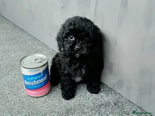 Cavapoo dogs Fully vaccinated ready now cavapoos ! - Advert 13
