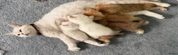 British Shorthair cats for sale: British Shorthair blue eyed adorable kittens GCCF  - Advert 28