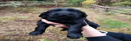 Flat coated Retriever dogs for sale: Flat coated X golden retrievers - Advert 3