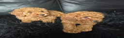 Mixed Breed dogs for sale: Miniature poodles girls in Waltham Cross - Advert 3
