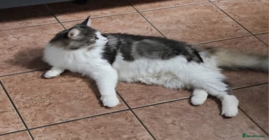 Maine Coon cats - Advert 16