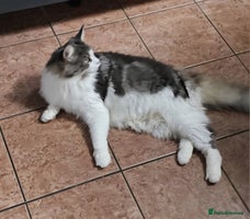 Maine Coon cats - Advert 2