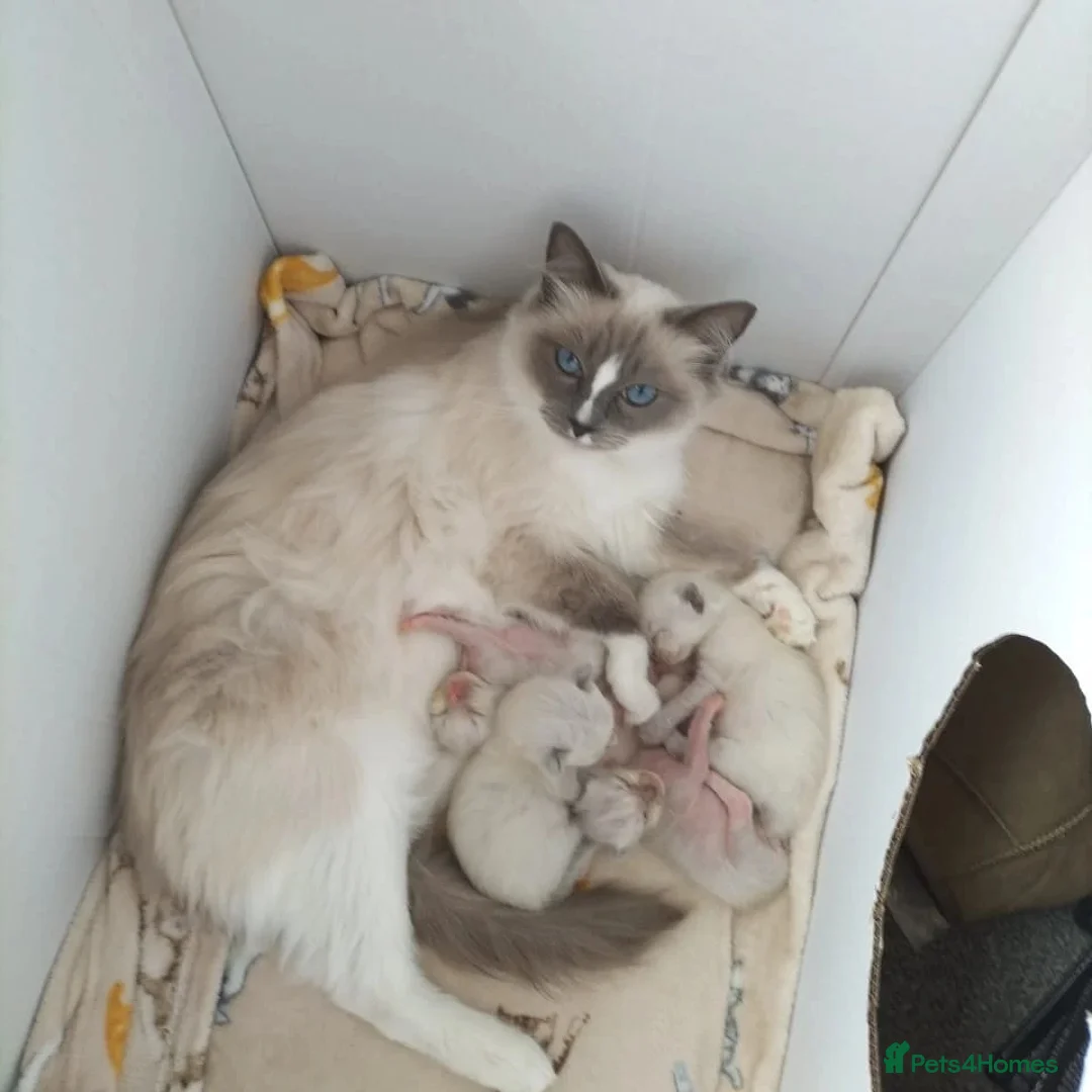 Ragdoll cats for stud: BEAUTIFUL BLUE POINT LARGE STUD RAGDOLL in Preston - Advert 21
