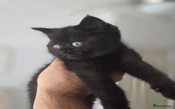 Scottish Fold cats for sale: Pure Scottish fold / straight kittens  - Image 22