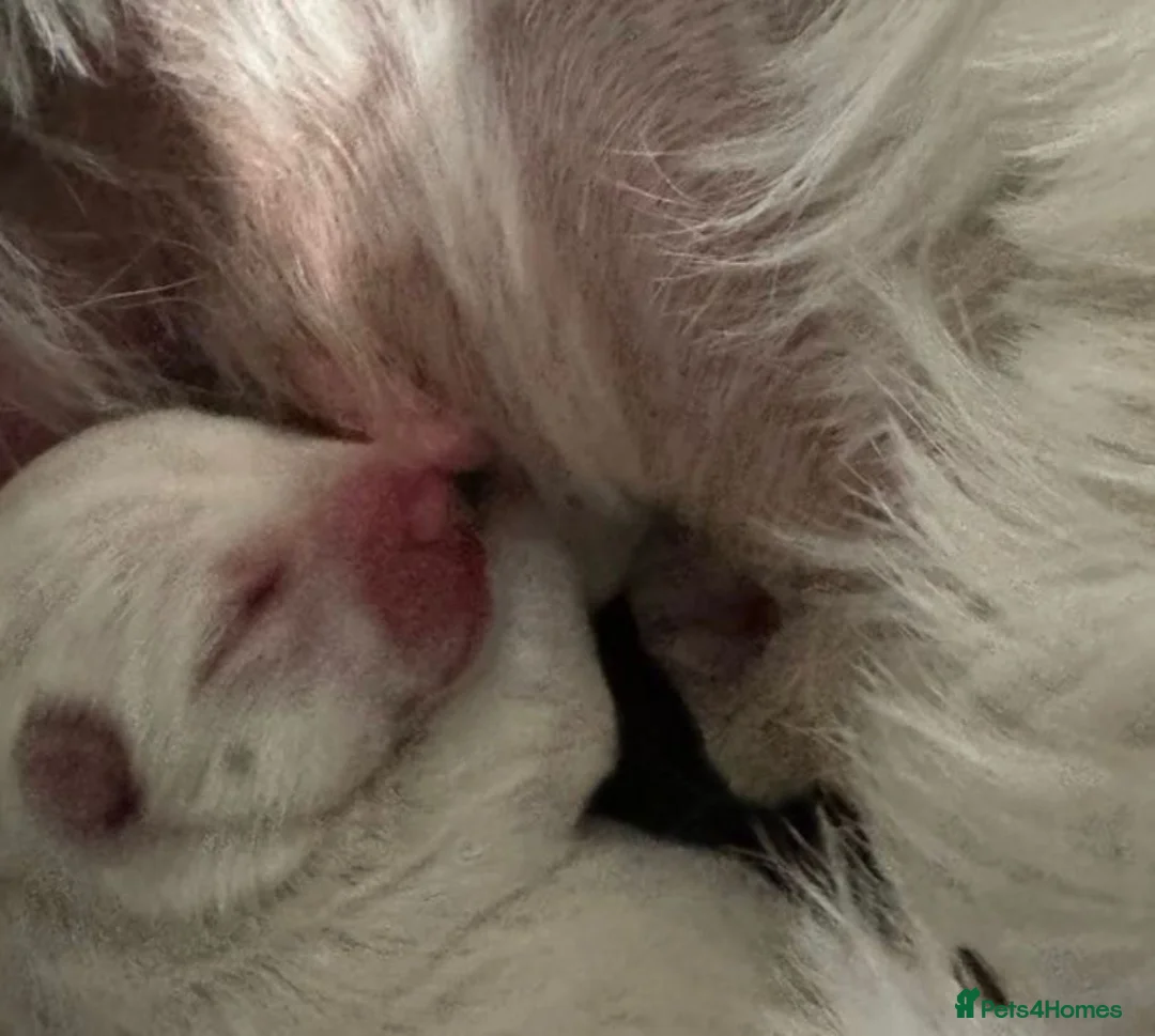 West Highland Terrier dogs for sale: Traditional west highland white terrier puppies - Advert 9
