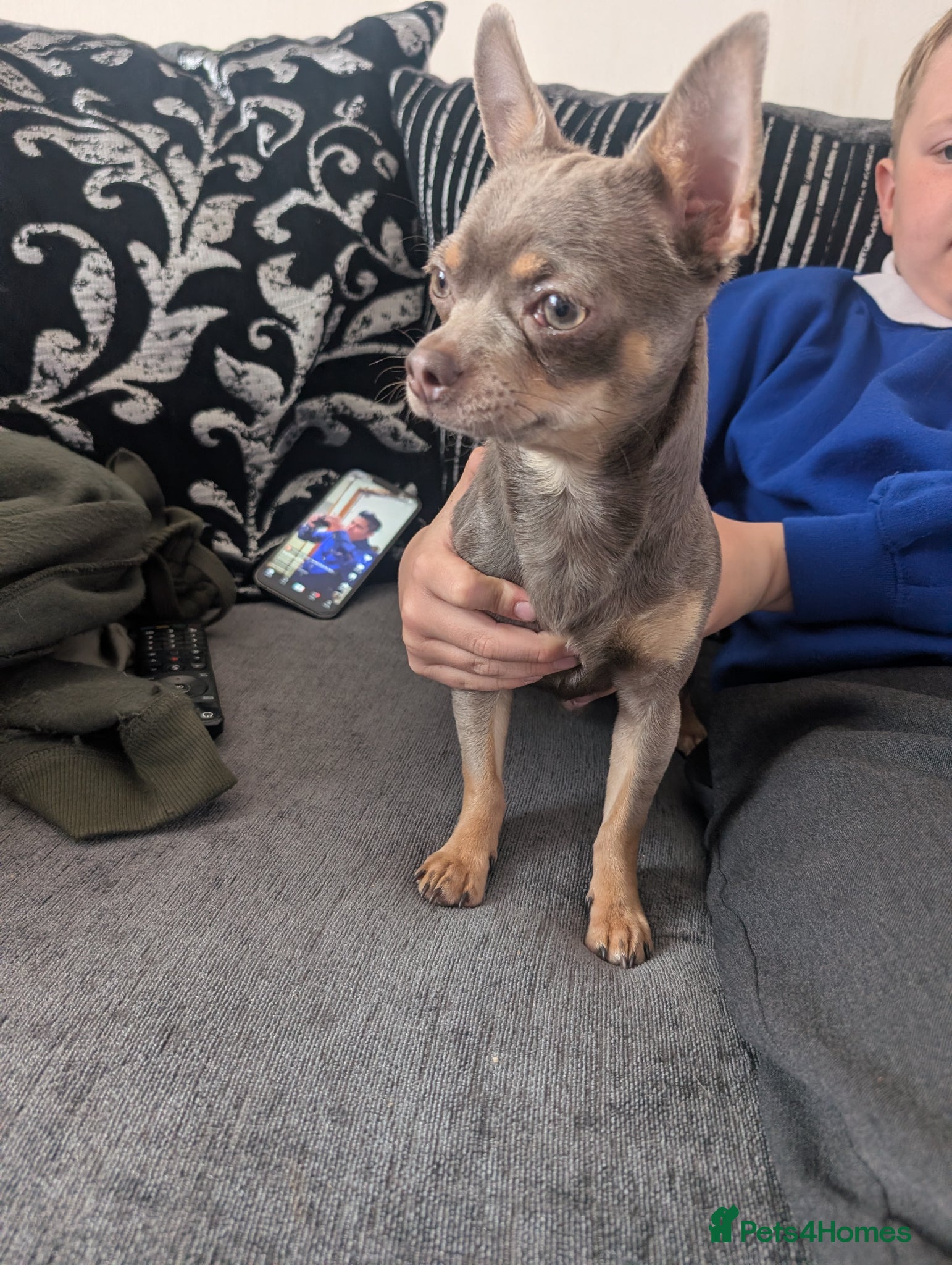 Chihuahua dogs Lilac and tan KC registered boy  - Advert 4