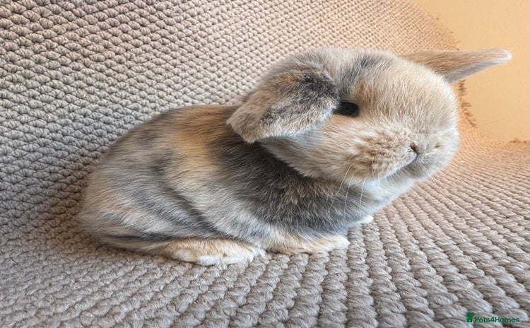 Mini Lop rabbits - Advert 1