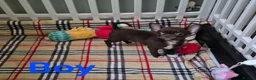 Chihuahua dogs for sale: ❤️Stunning Chocolate Chihuahua Puppies 🐾 - Advert 4
