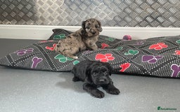 Cockapoo dogs for sale: F1 Cockapoos for sale  - Image 35