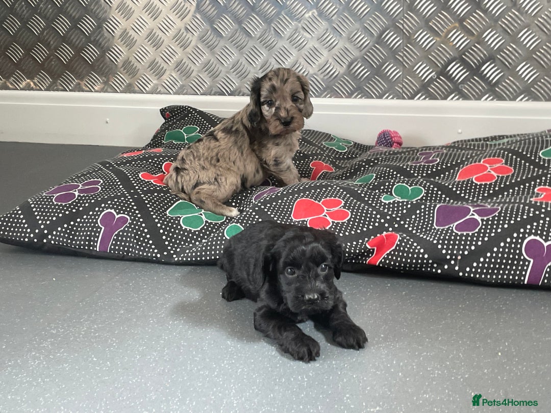Cockapoo dogs for sale: F1 Cockapoos for sale  - Image 35