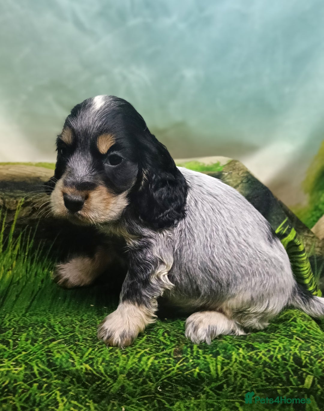 Cocker Spaniel dogs for sale: Show Type blue/Tri/chocolate Roan Cocker Spaniels  - Image 17