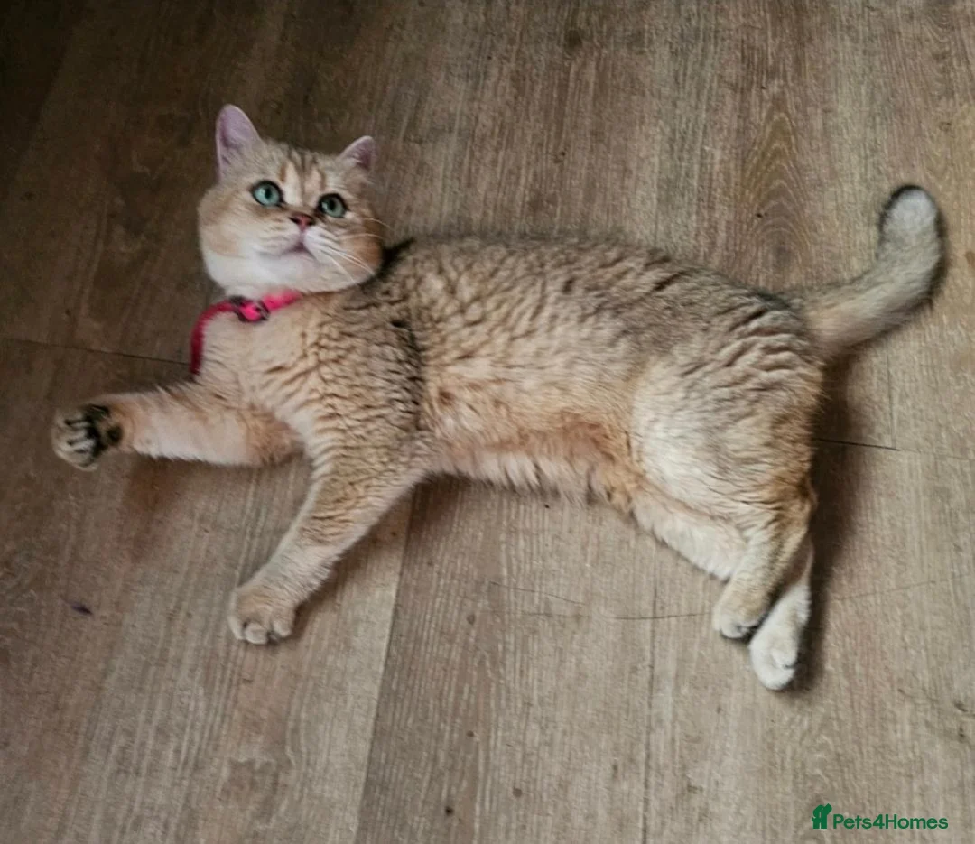 Scottish Fold cats for sale: 3 Adorable Scottish fold kittens 💙  - Advert 15