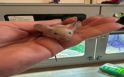 Mouse rodents for sale: Siamese baby mice  - Image 3